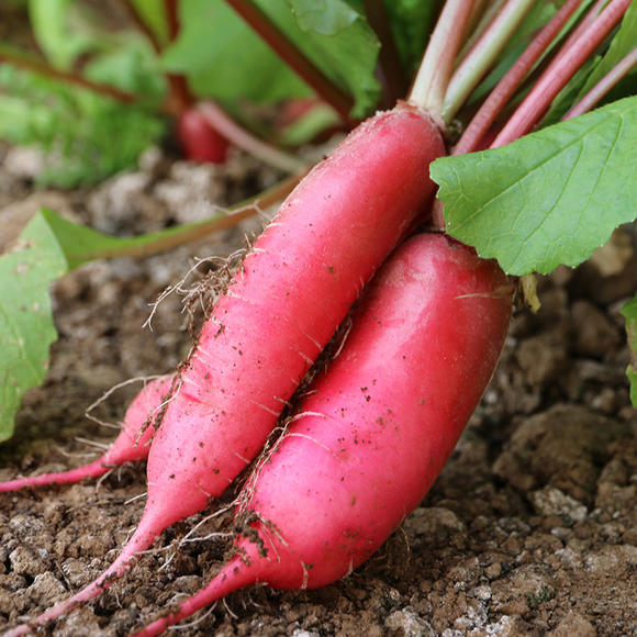 东北红皮白肉水萝卜新鲜现挖水果萝卜脆嫩多汁萝卜