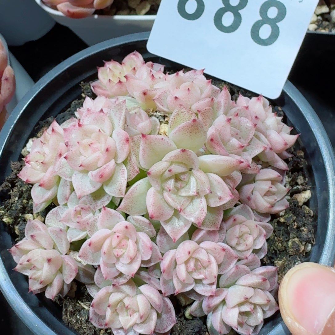 麦秆群生         精品多肉