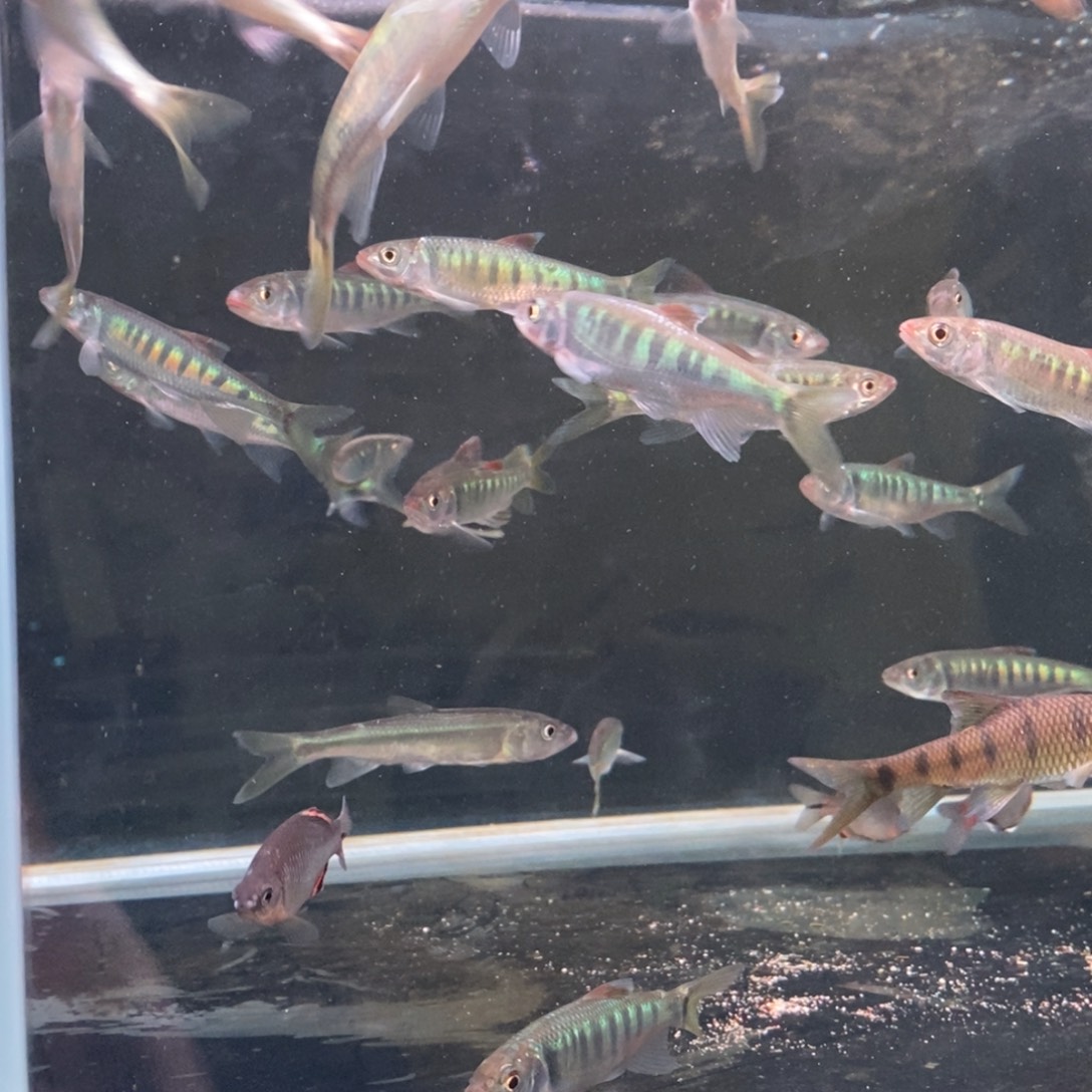 6条 5-9公分长鳍鱲