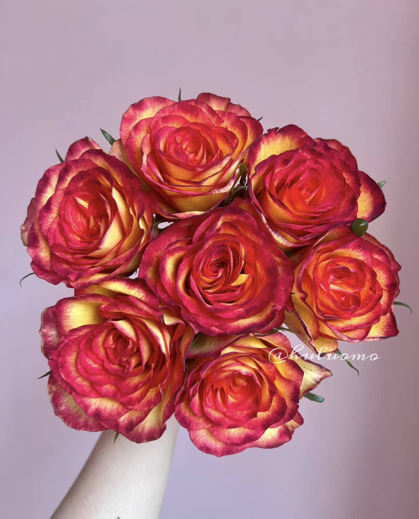 老虎单头玫瑰  天冷地区拍保温 不拍冻坏不售后 