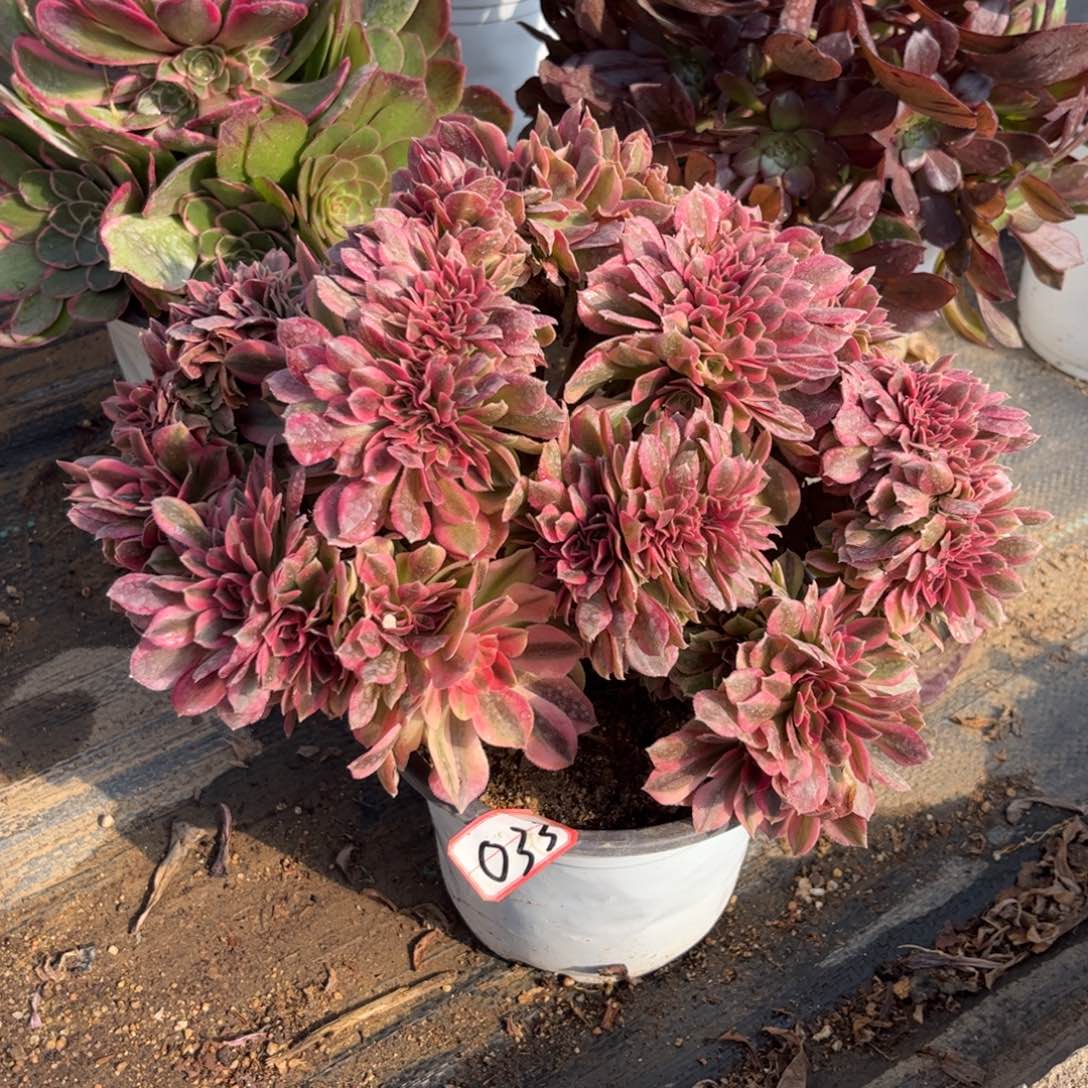 033多肉植物红袖缀化