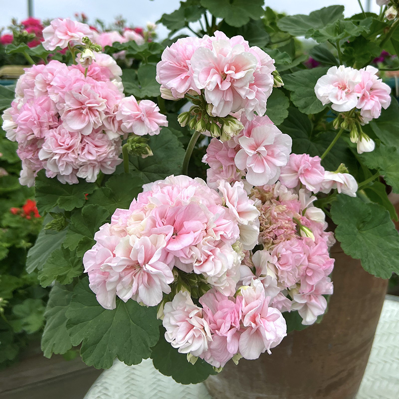  惠惠的花园直立天兔子粉（伪碗）花色柔和勤花花球大花卉盆栽