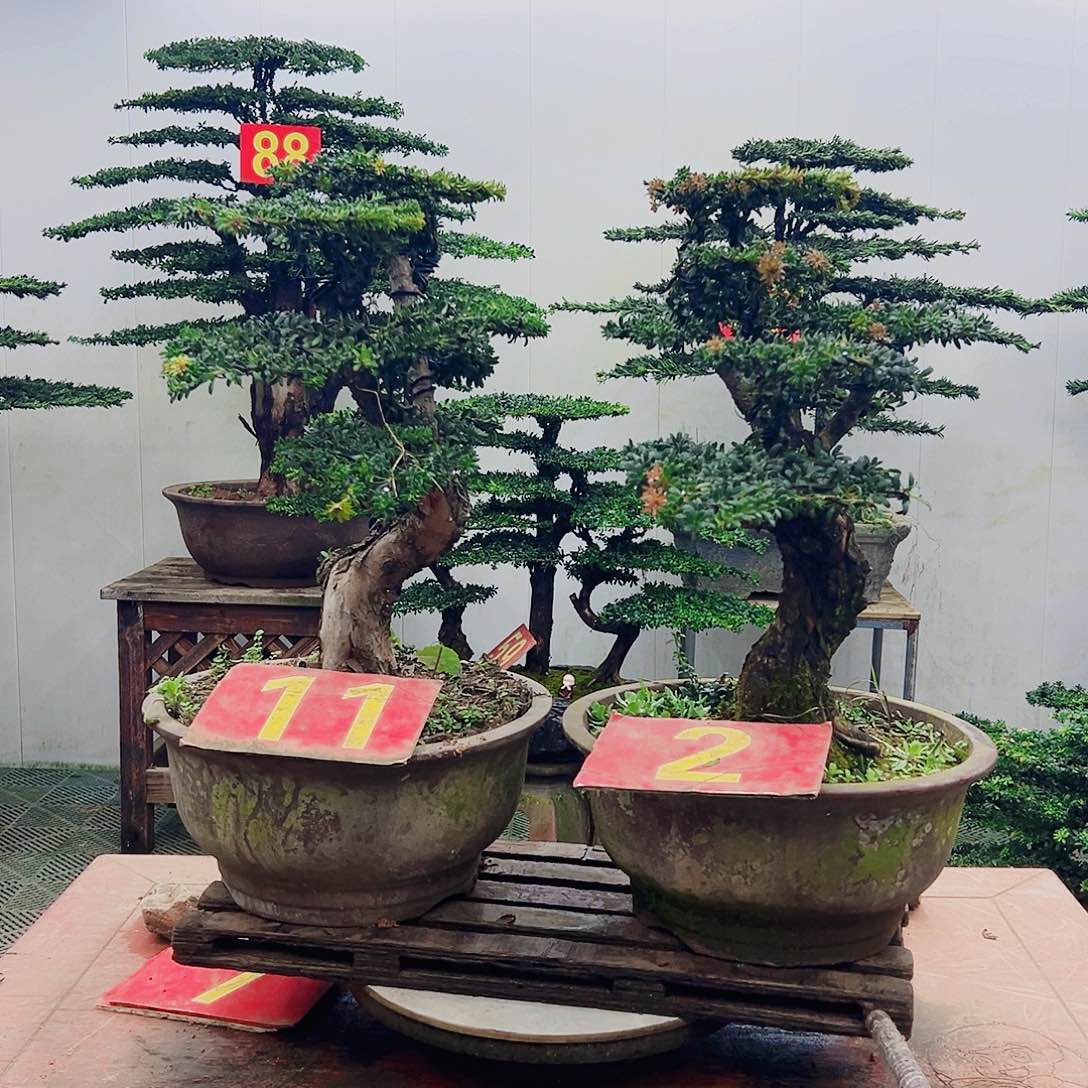 不开花植物罗汉松