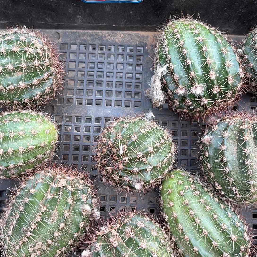 8026彩服色侧牙20包邮仙人球36