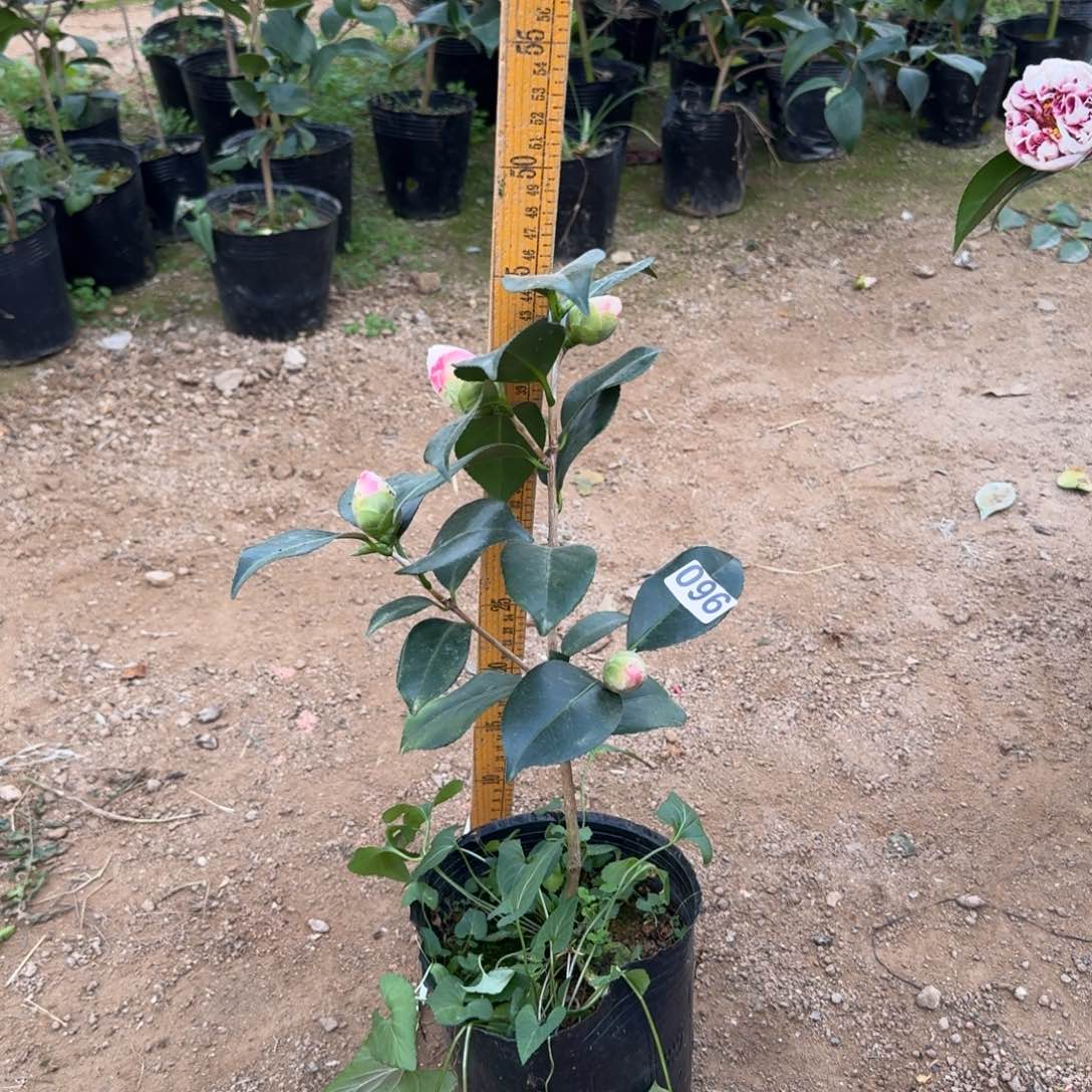 少量花朵（建议范围：2朵-5朵 或40%以下）096友之浦