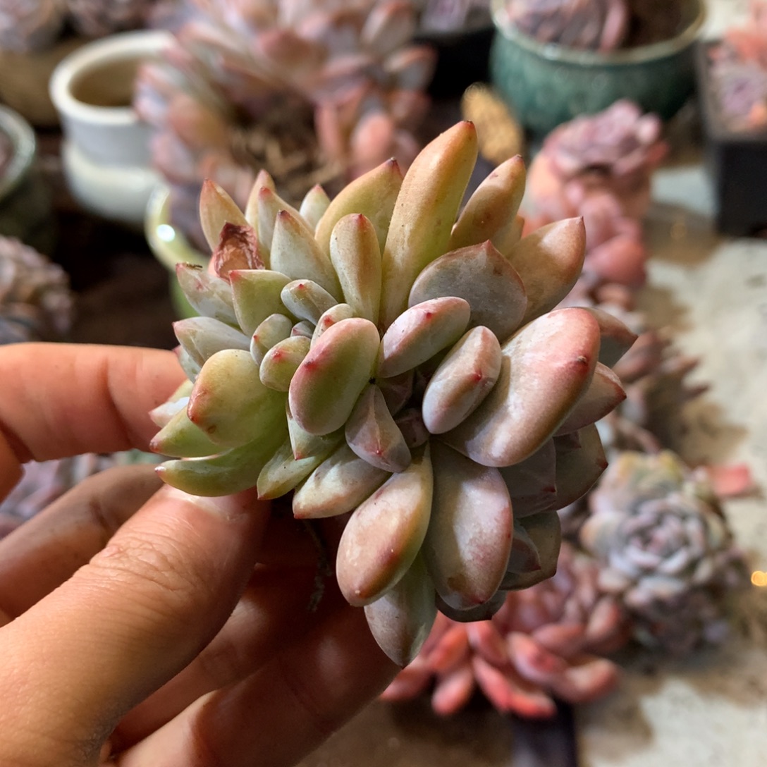 七头哈哈哈哈哈哈哈哈哈