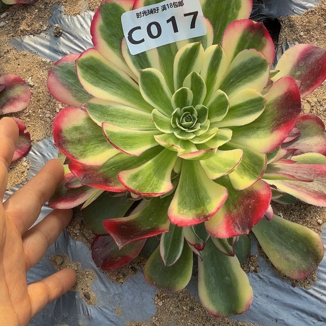 独***&017海棠到秋。多肉植物