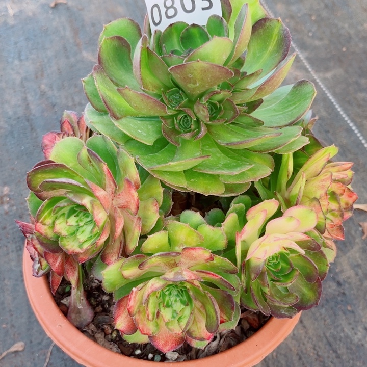 海王七彩多肉发货