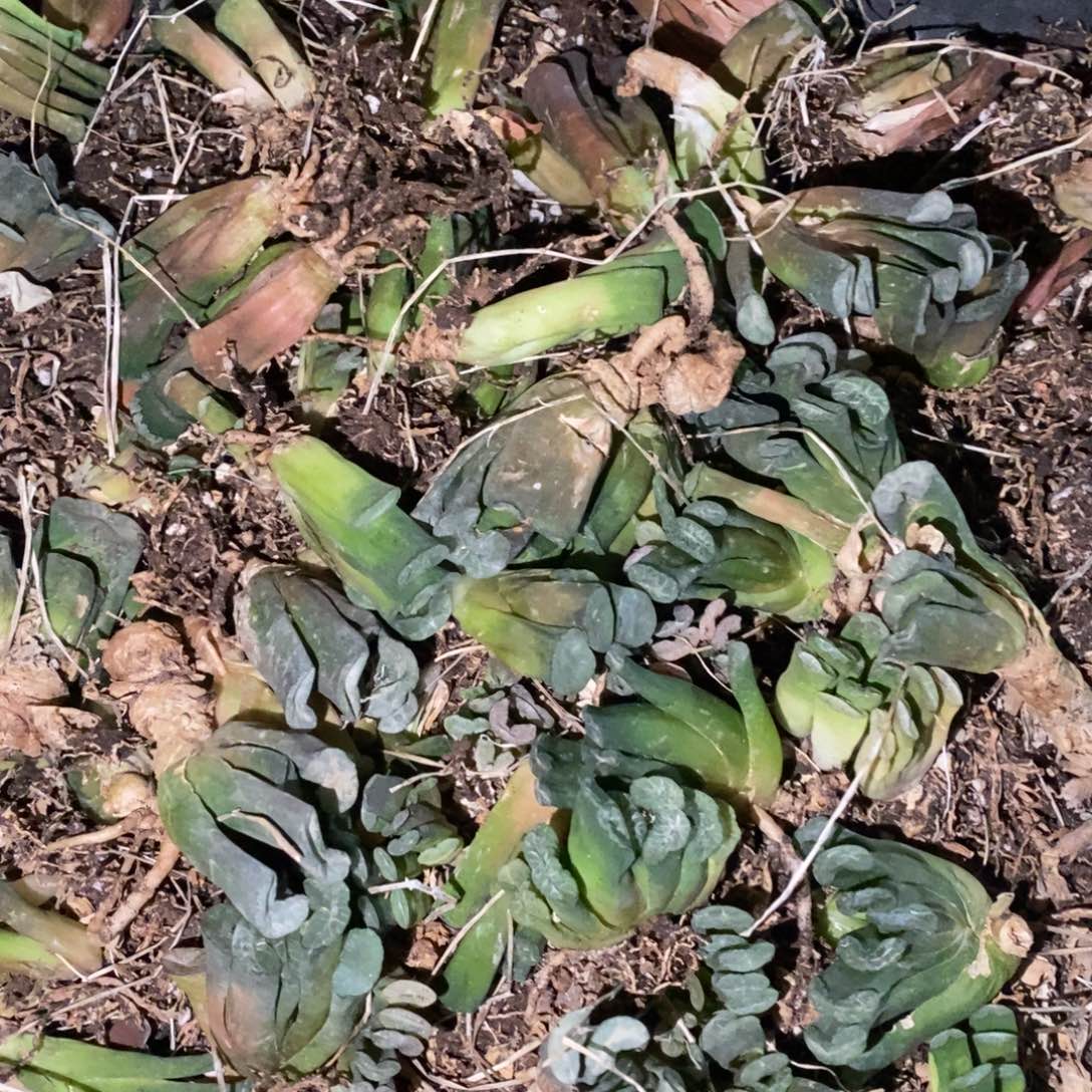 2920 一颗实生小玉扇 元旦整点福利