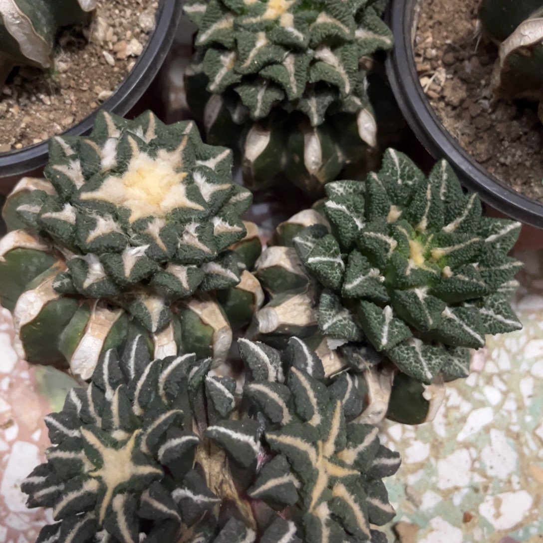 草球4颗黑一起福利出