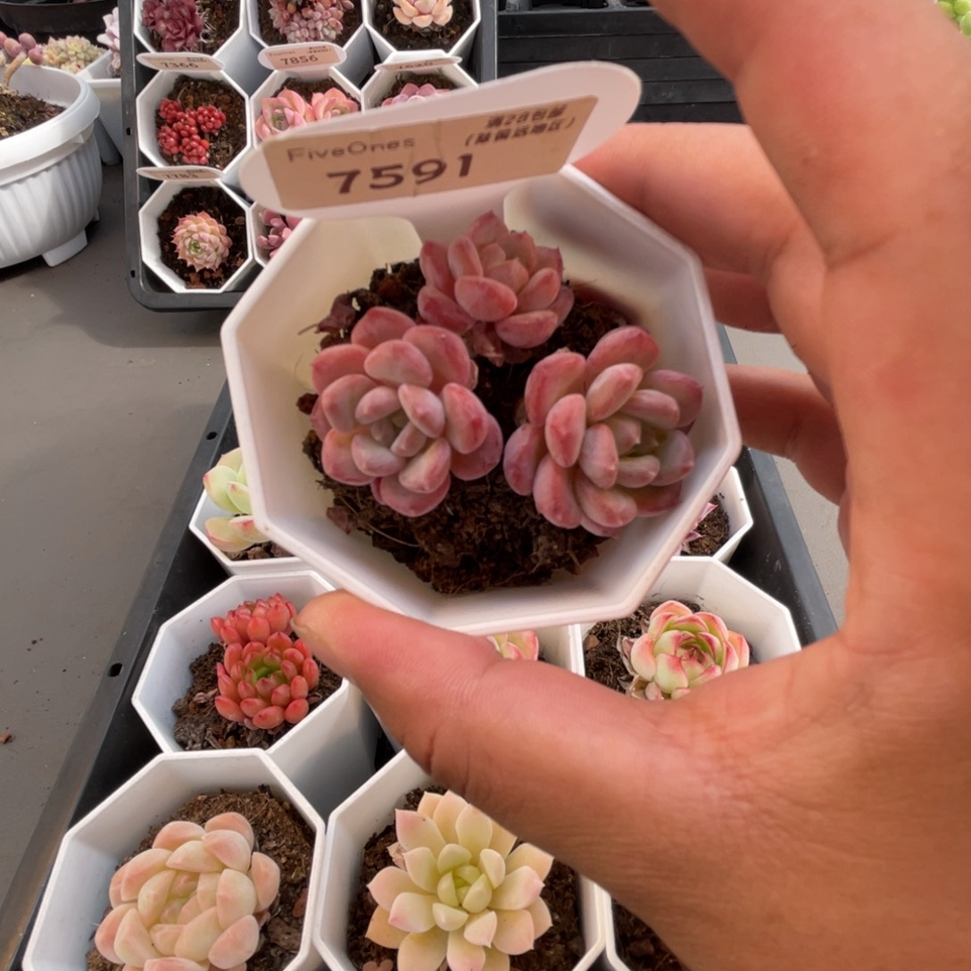 7591水晶琥珀4.5厘米