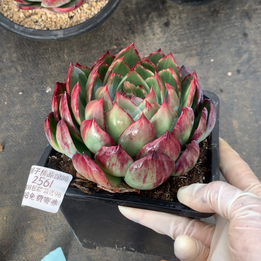 2561一物一拍12厘米