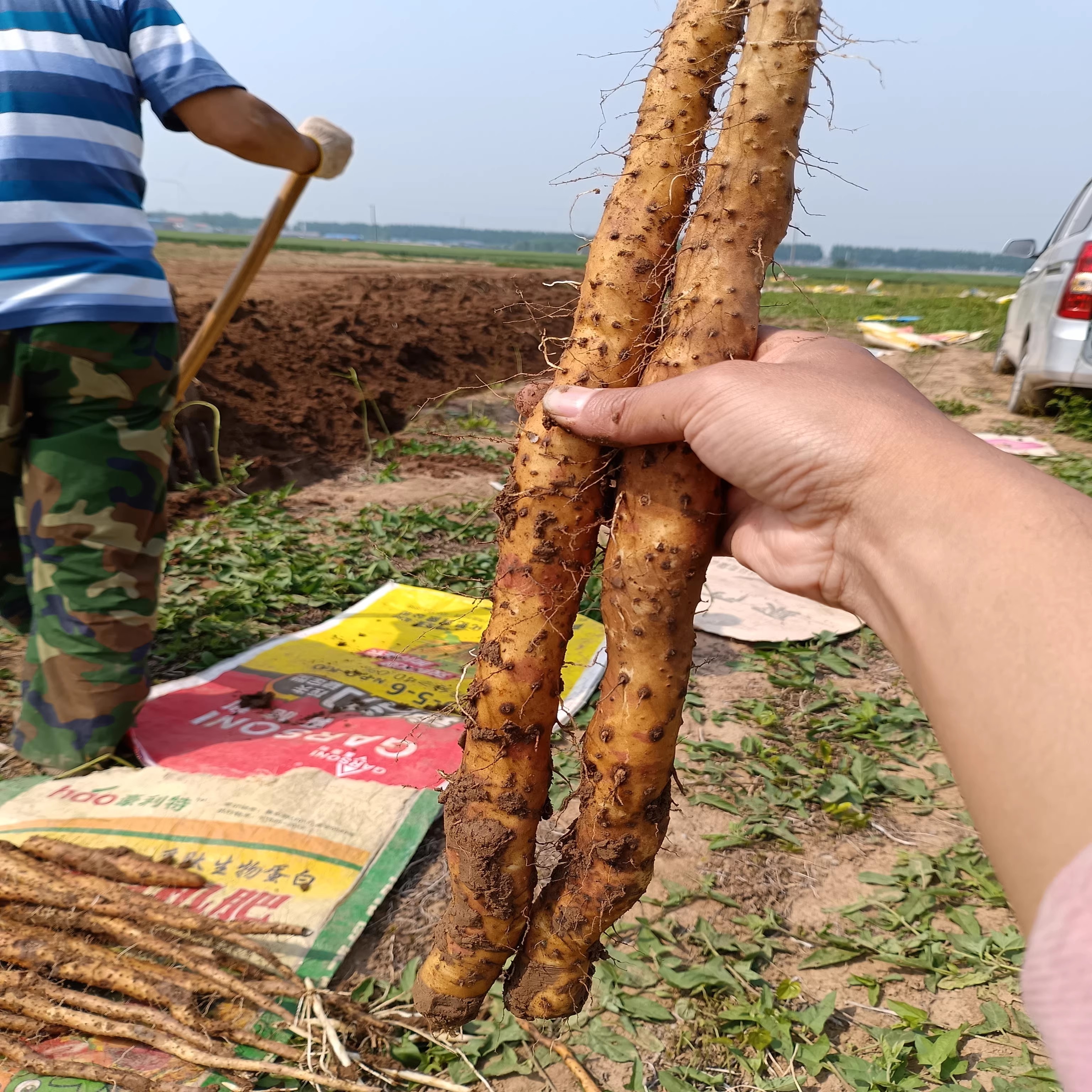 正宗河南焦作温县垆土铁棍铁杆淮山怀山药新鲜5斤特产