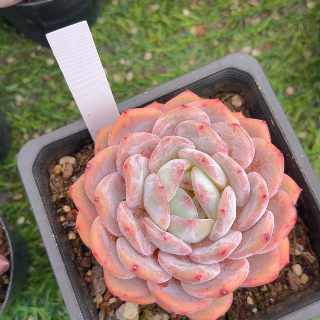 香玉的故事是一个人的故事