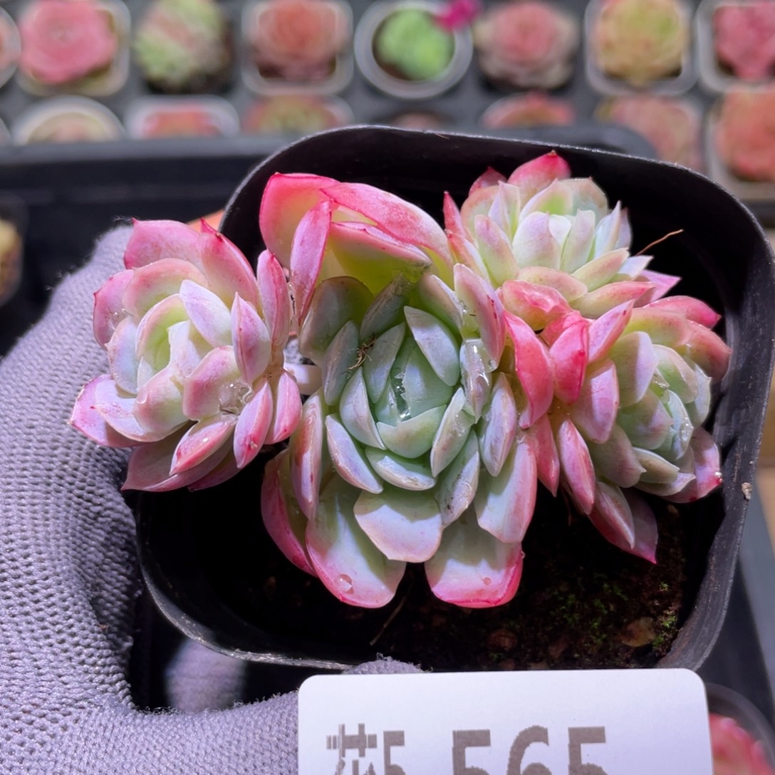 花利美5-565冰梅群