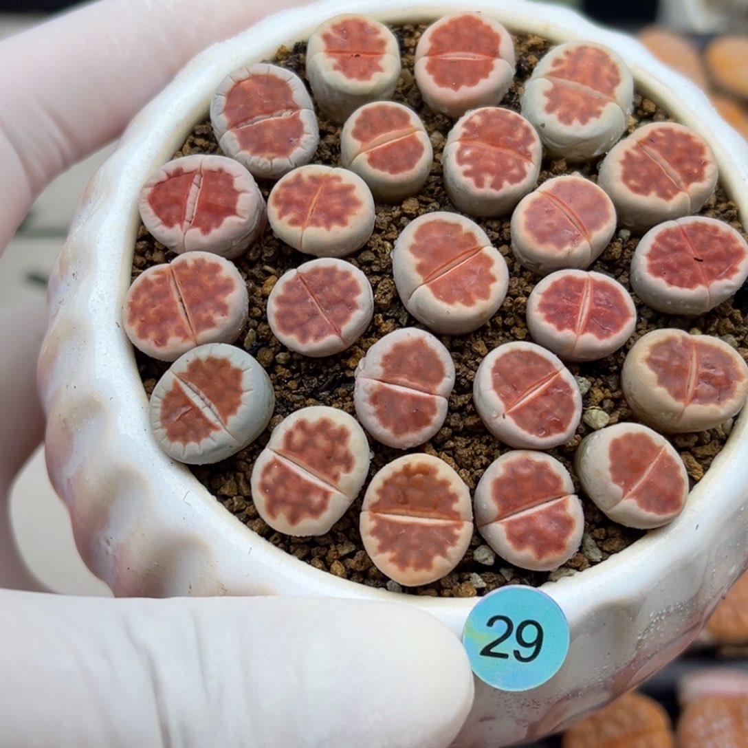 29号血红红窗一盒