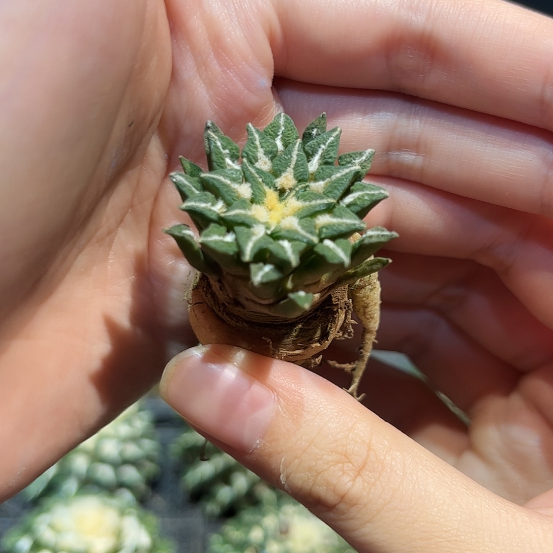 3.2cm实生黑牡丹萝卜根带盆