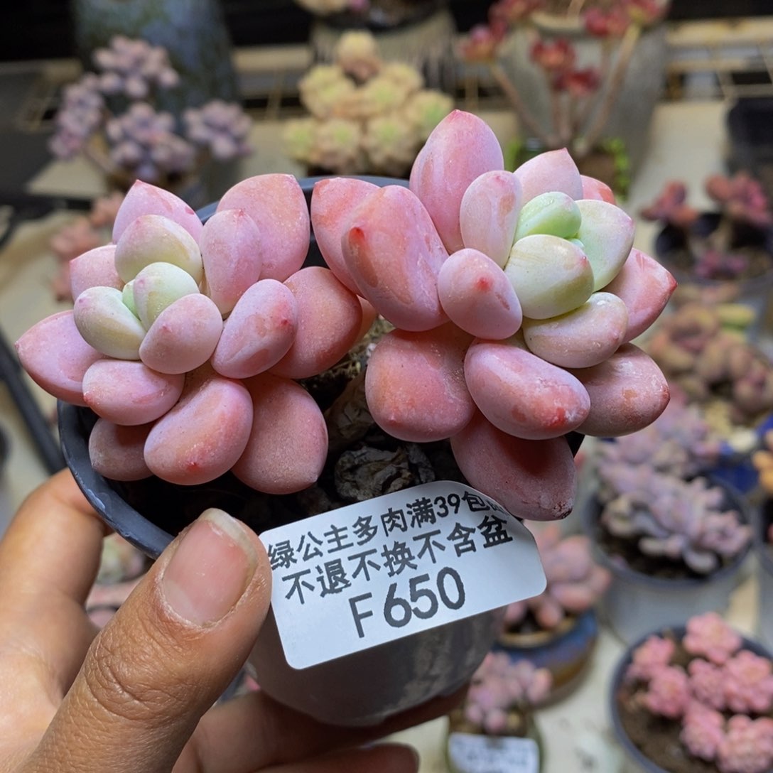 650樱花洛神多肉7c m