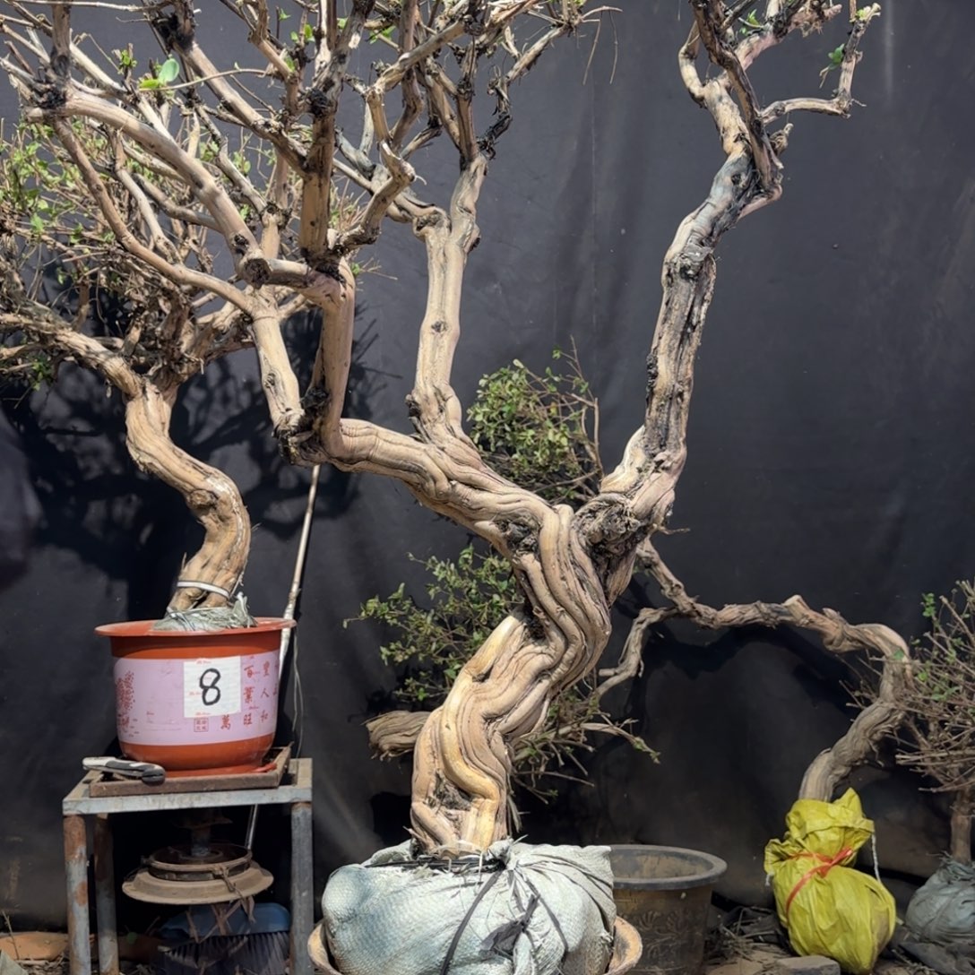 金银花金银花金花银花