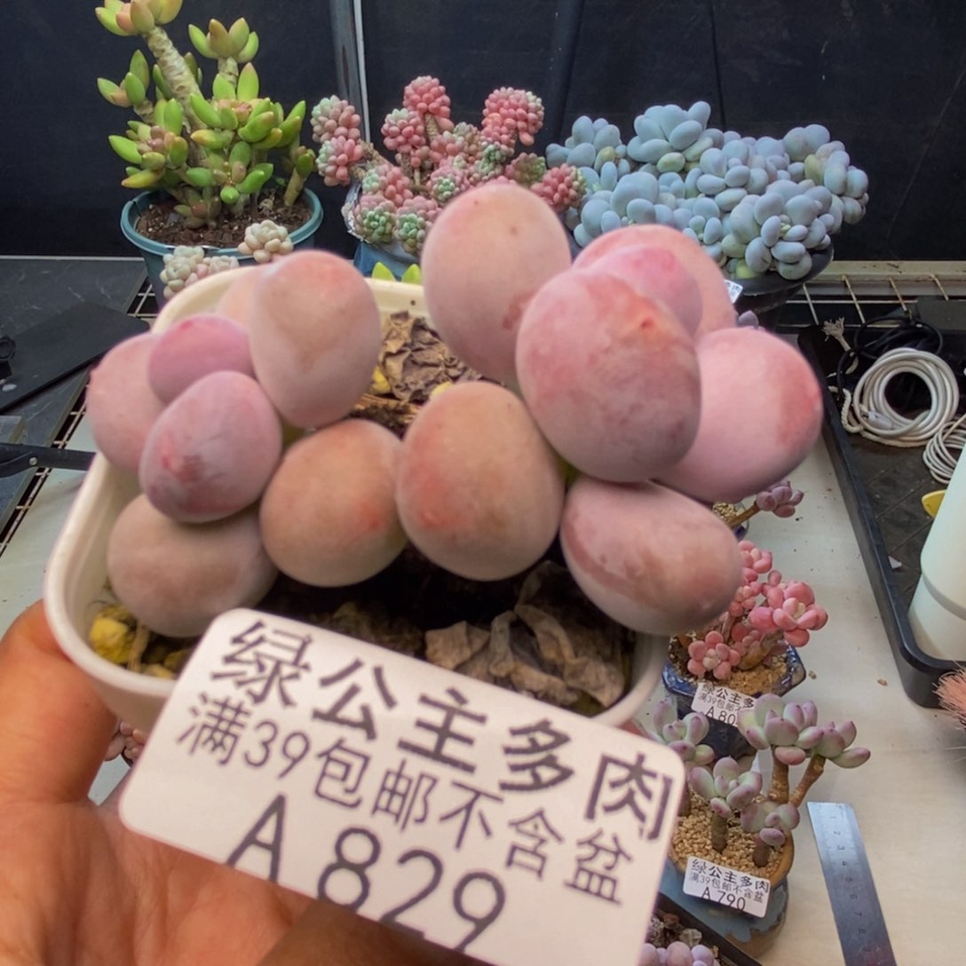 829糖豆奶多肉5c m