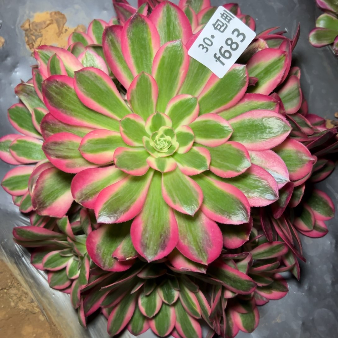 683女巫多肉法师