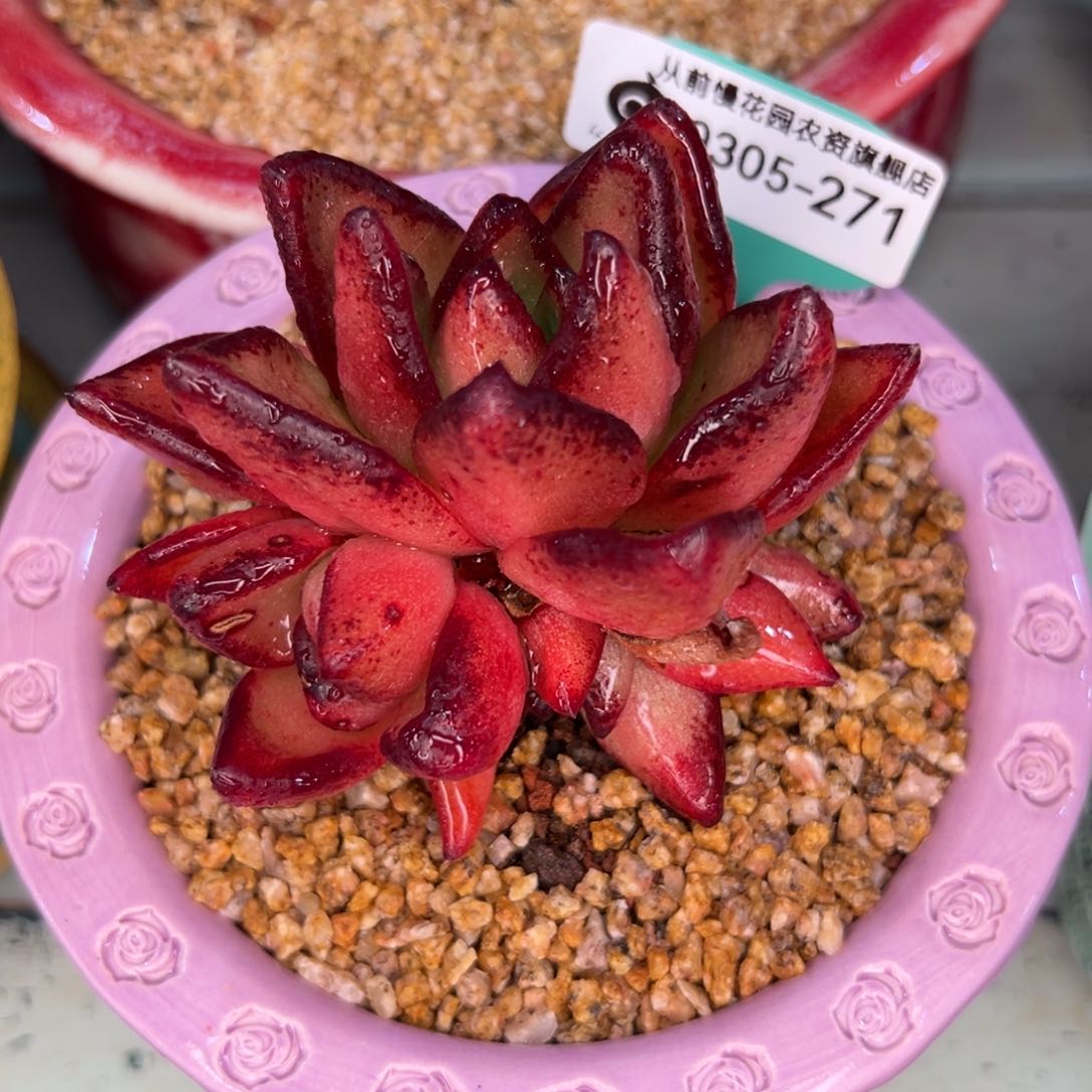 多肉一物一拍0305-271