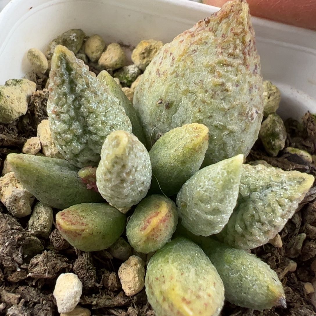 奶油冰淇淋水泡多肉植物