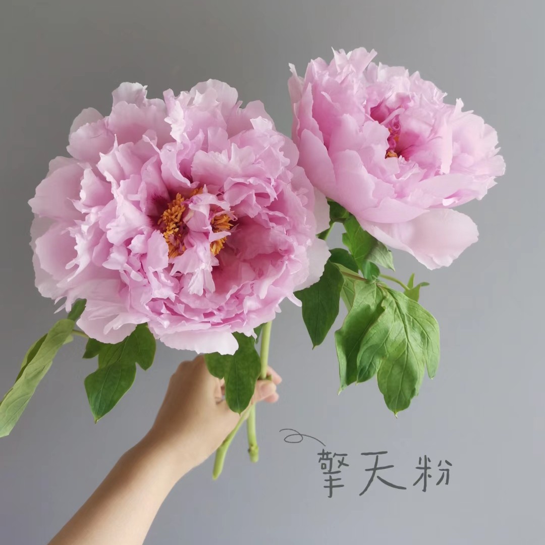 【擎天粉】正宗观赏牡丹花苗山东菏泽秋天裸根发货粉色系大花