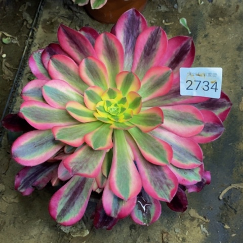 美杜莎多肉植物2734