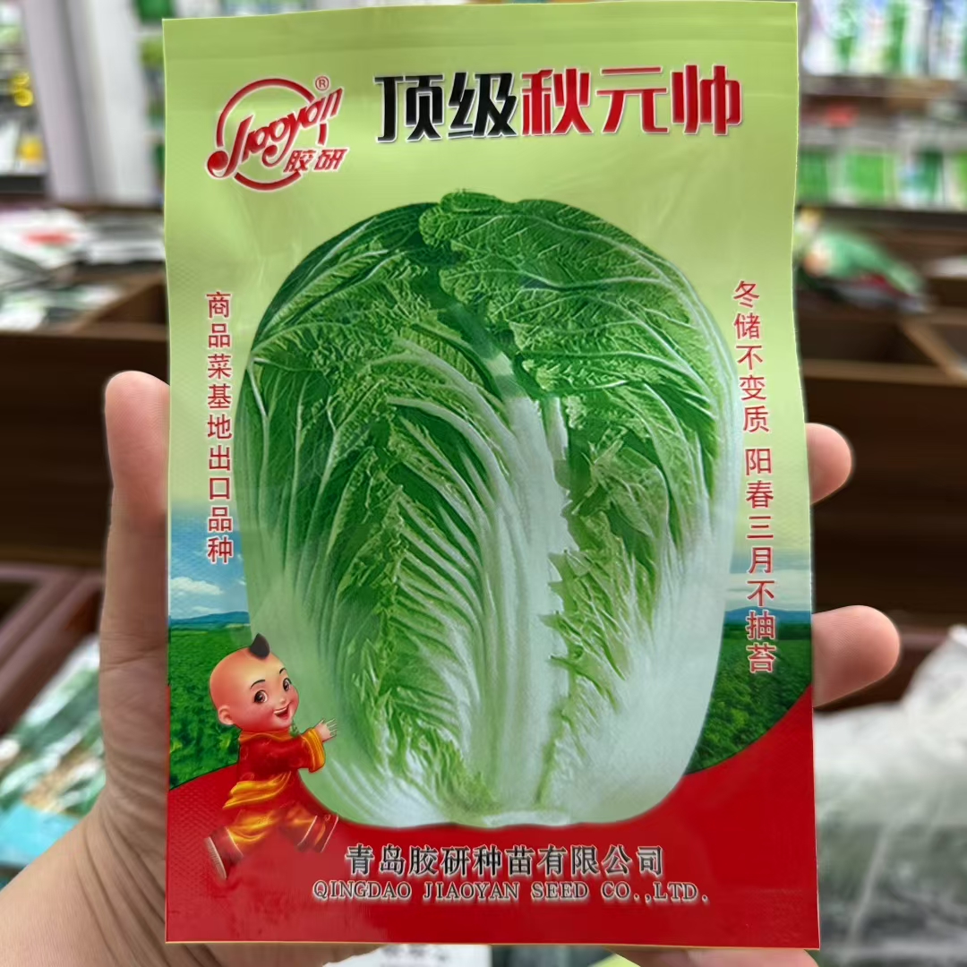 青岛胶研秋元帅耐寒可冬储可越冬的黄心大白菜种子适合秋季种植