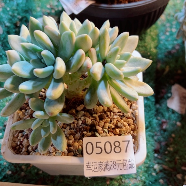 幸运的是我还没遇到你