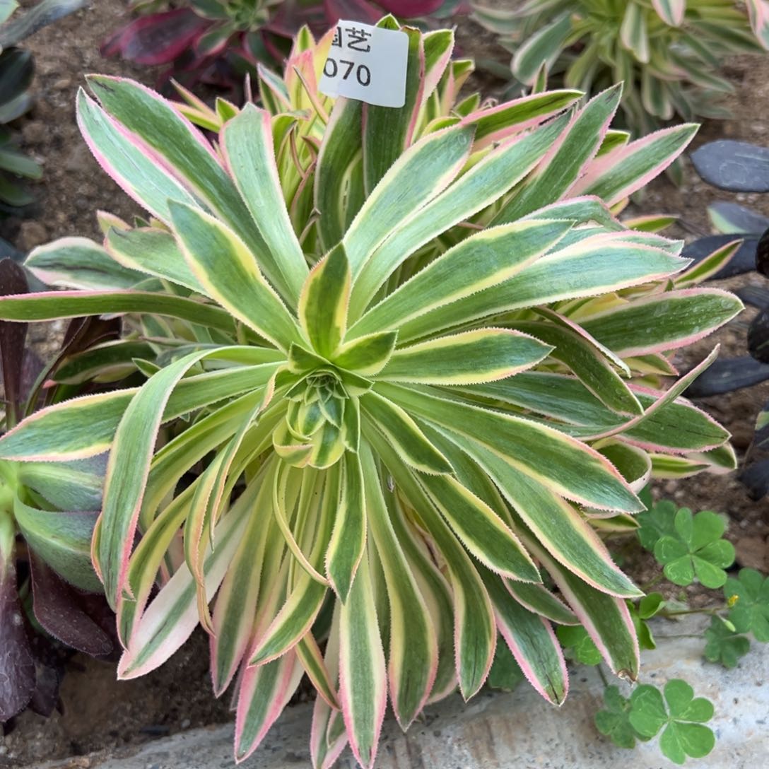 夕颜多肉植物歪头070