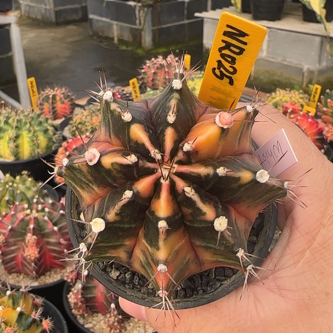 N8-1228泰国米哈羚羊峡谷