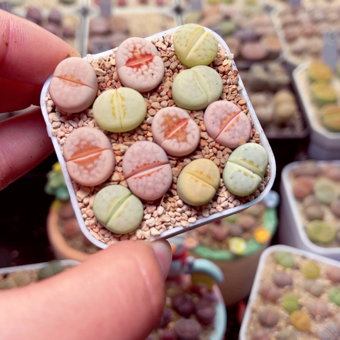 367号带盆盆包邮发货