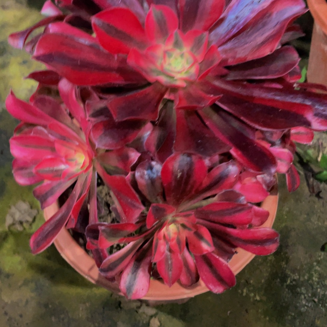 137美杜莎111111多肉