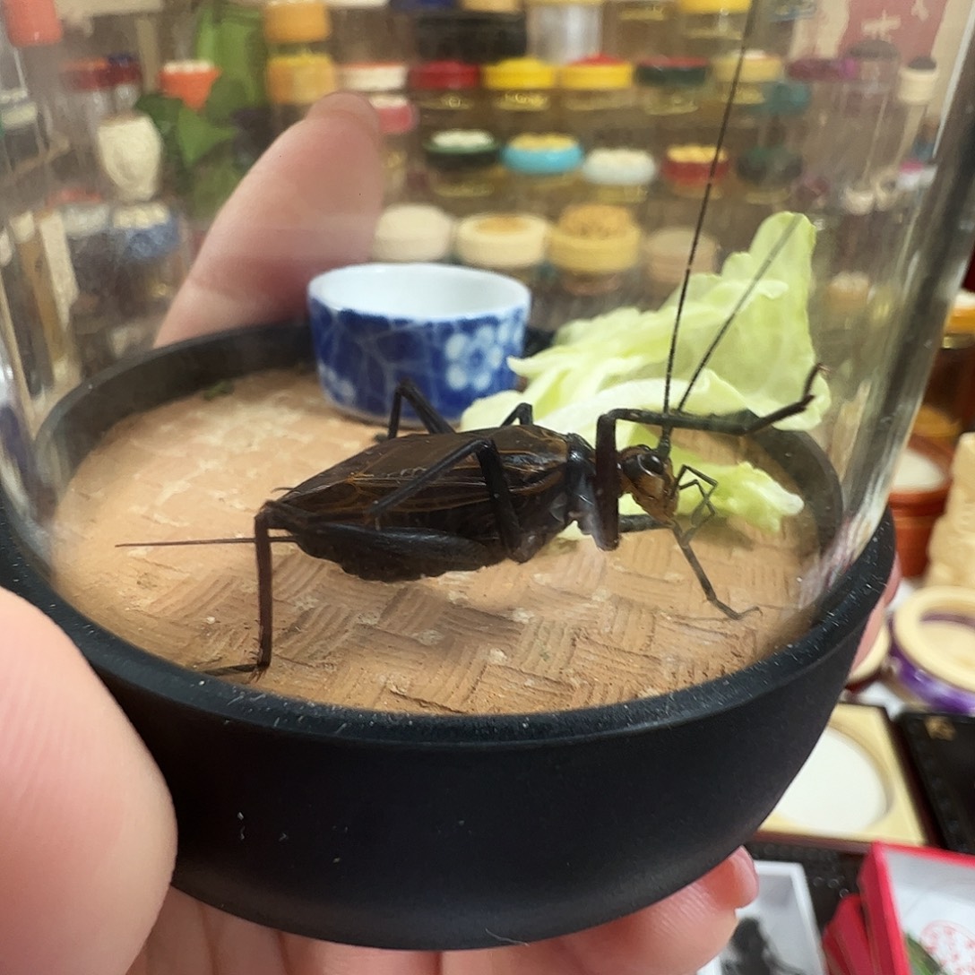 宇***山中须麒麟四个四只