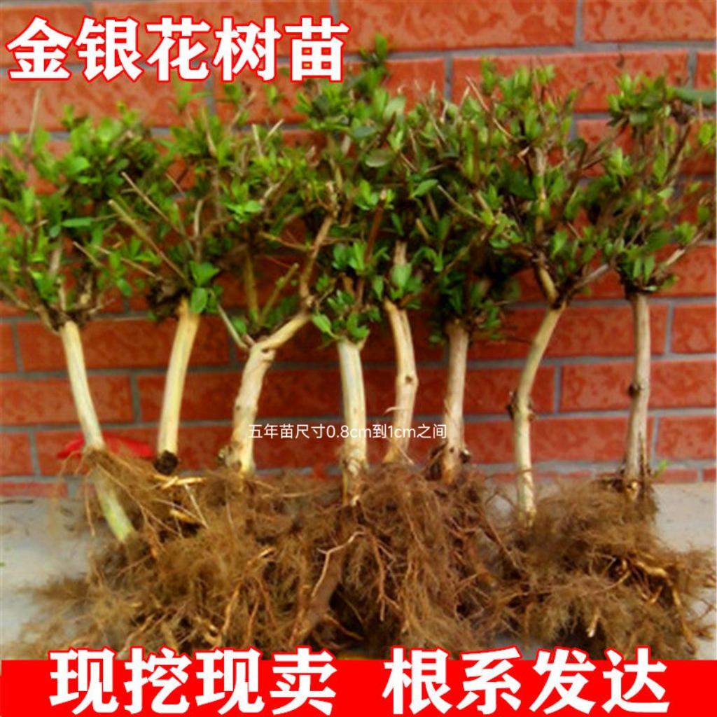 多彩红色金银花多次开花带香味可泡茶南北方均可抗寒品种盆栽地栽