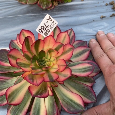 786黑魔锦满25包邮多肉