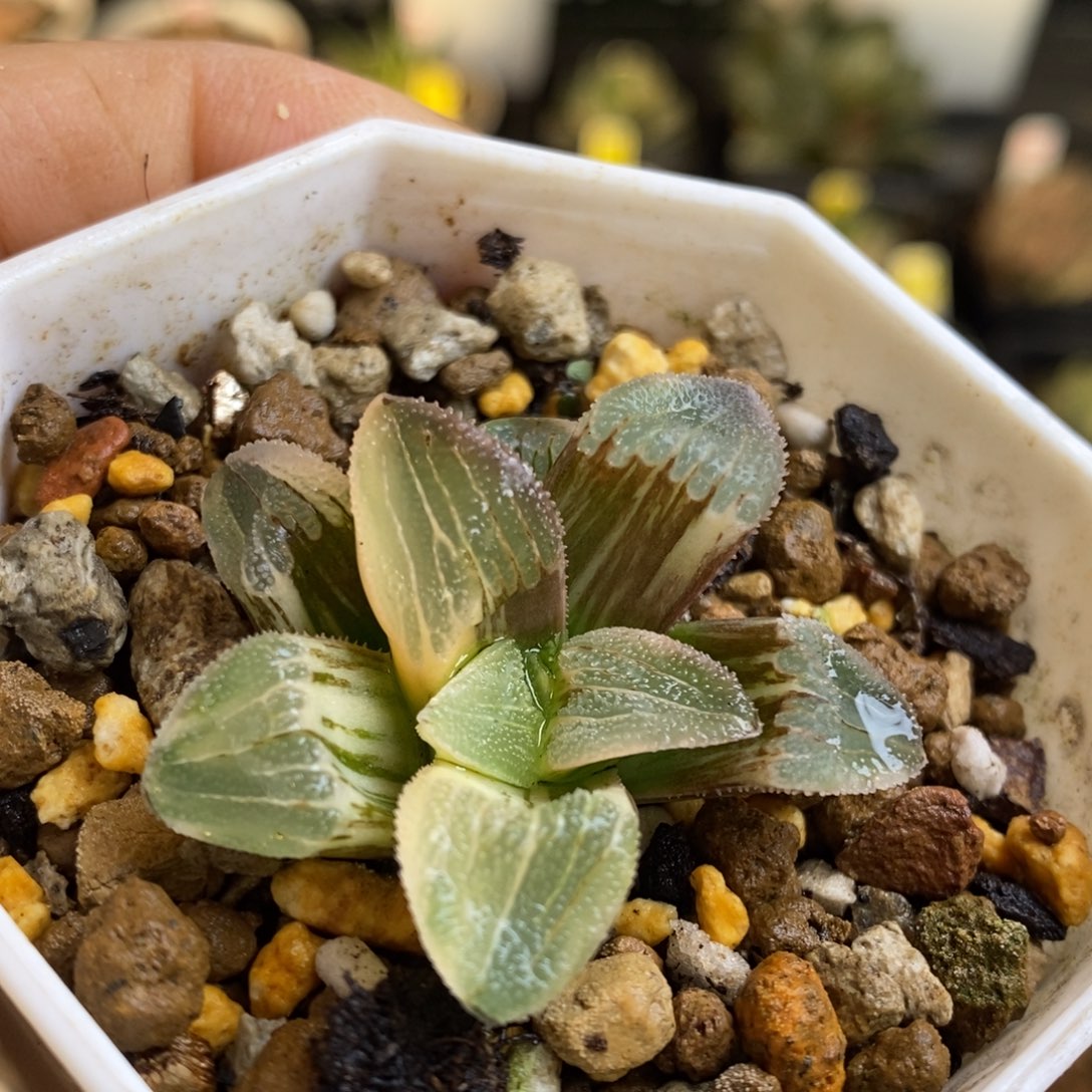 实生磨面寿锦多肉