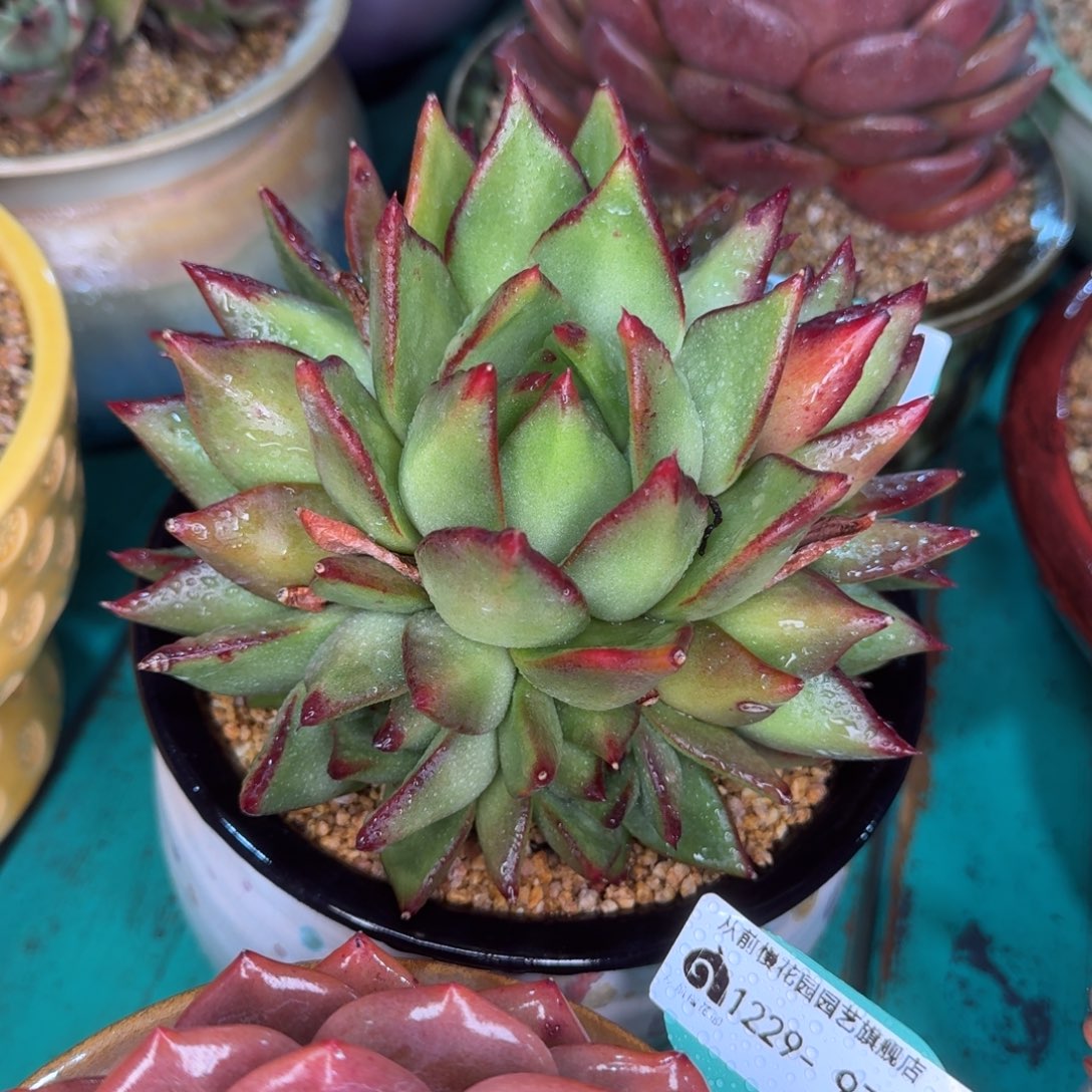 从前慢多肉精选编号1229.99