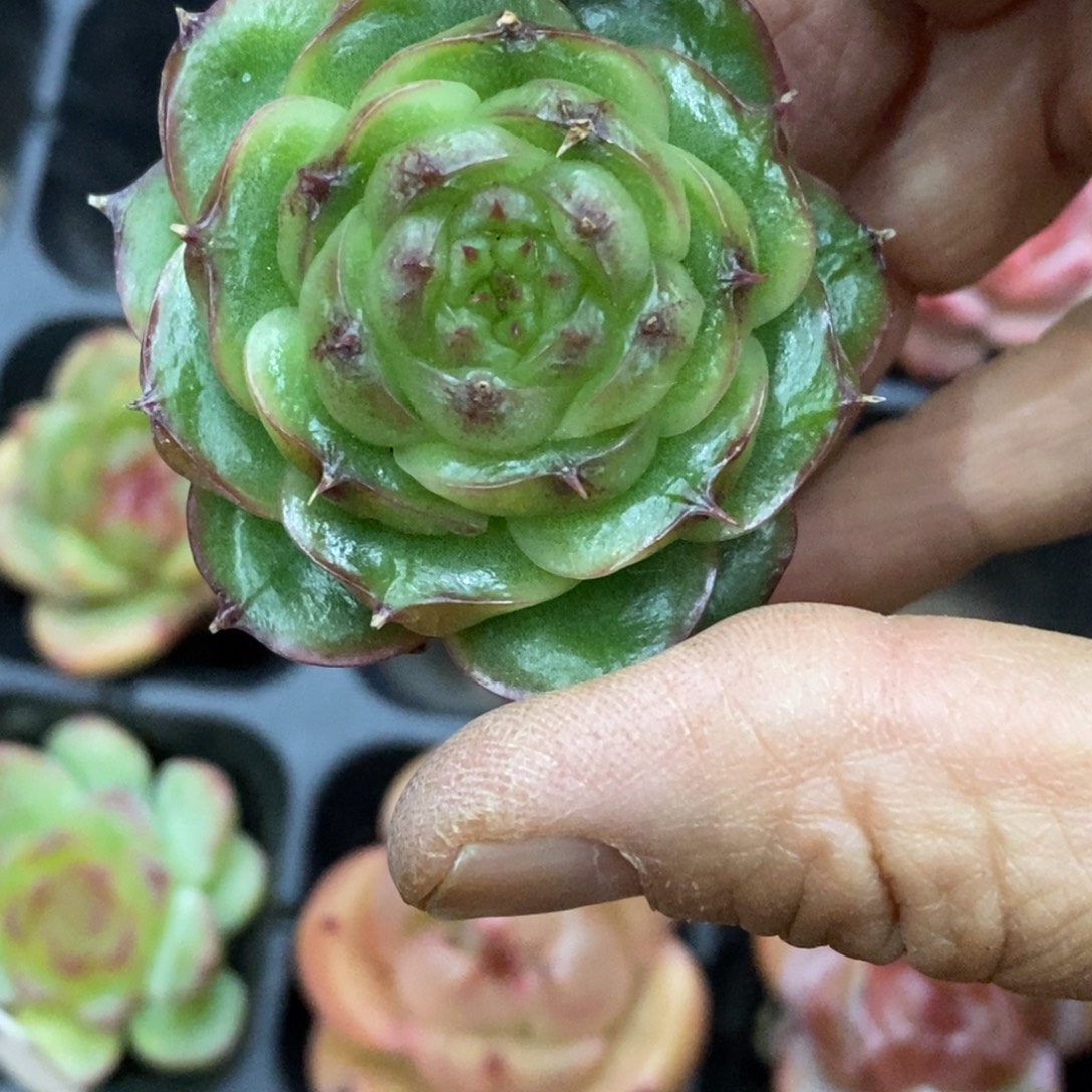 精品多肉一物拍不包整458