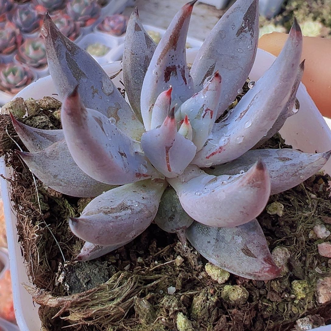 魔爪19包邮多肉植物