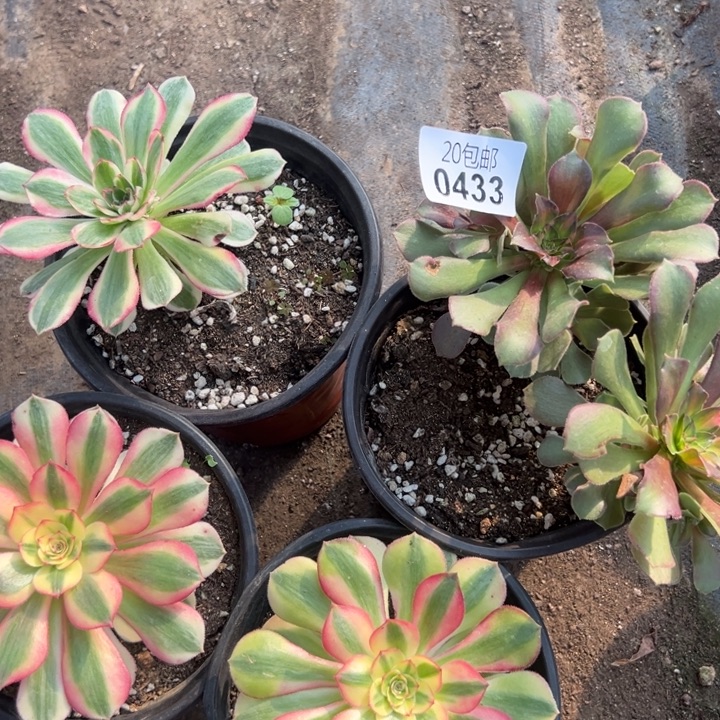 多肉植物433种植物