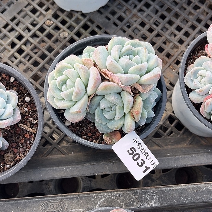 阿雅园艺。      5031冰玉