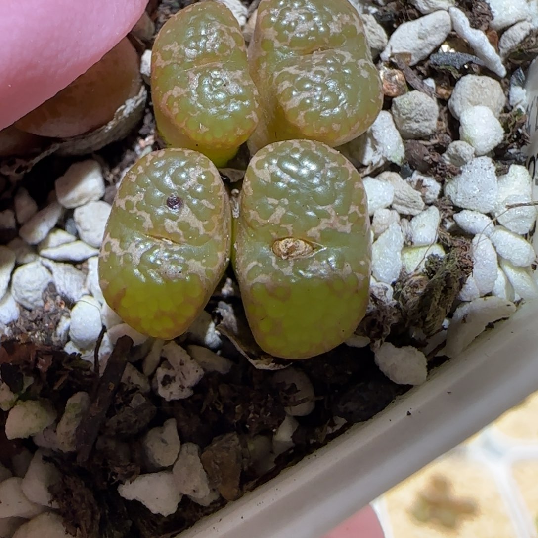 肉锥多肉植物百科-泡泡勋全窗1752