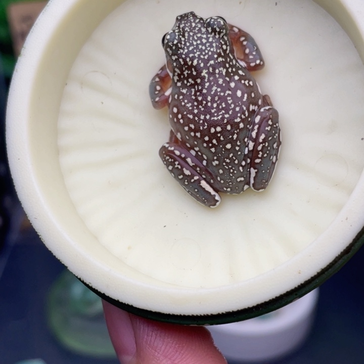 老爷树蛙9号顶级暴雪