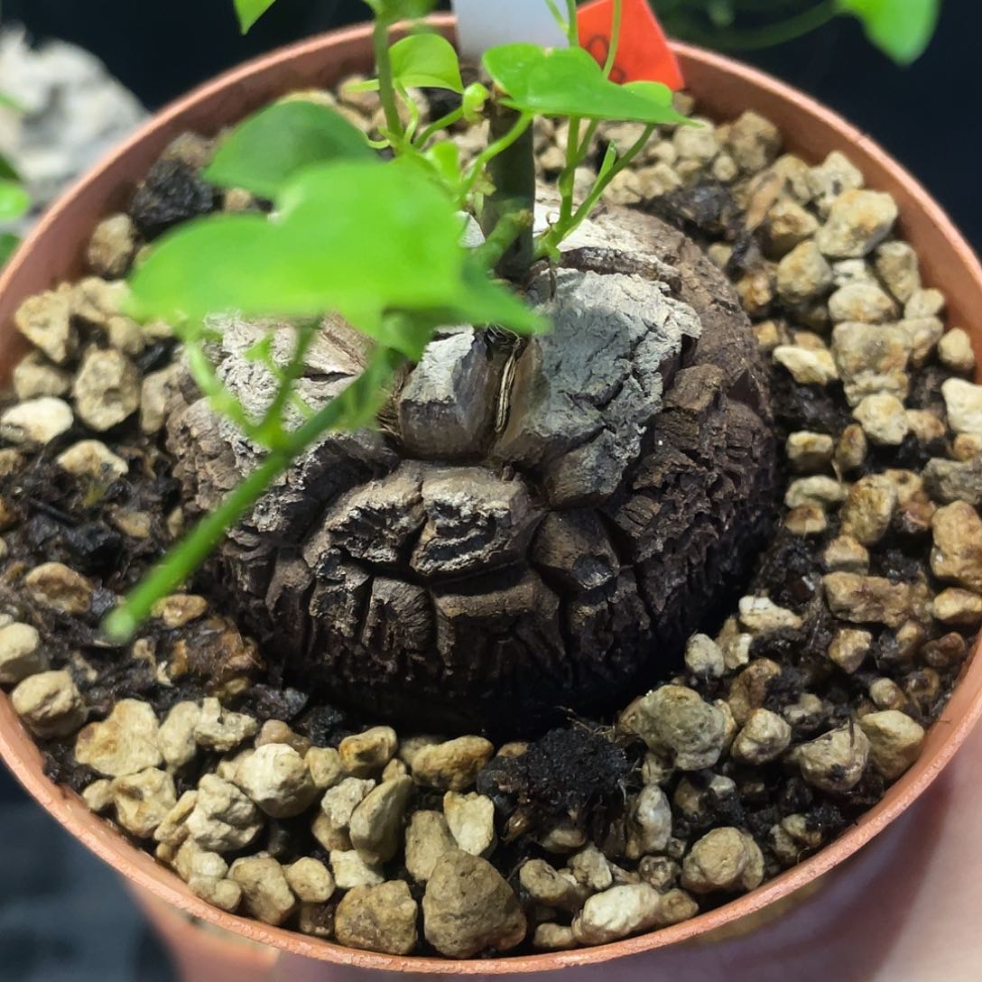 53龟甲龙5.7厘米不退换