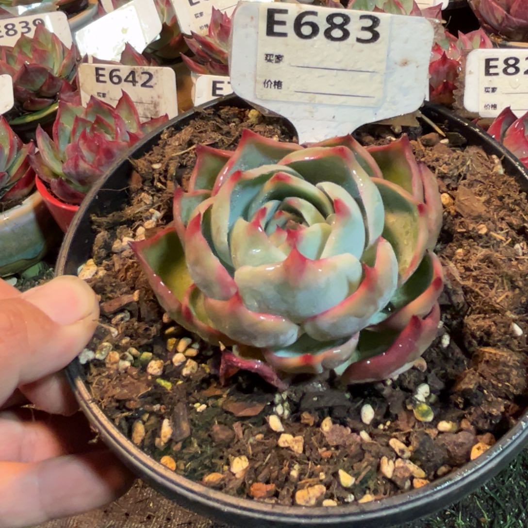 惊鸿一瞥683号多肉