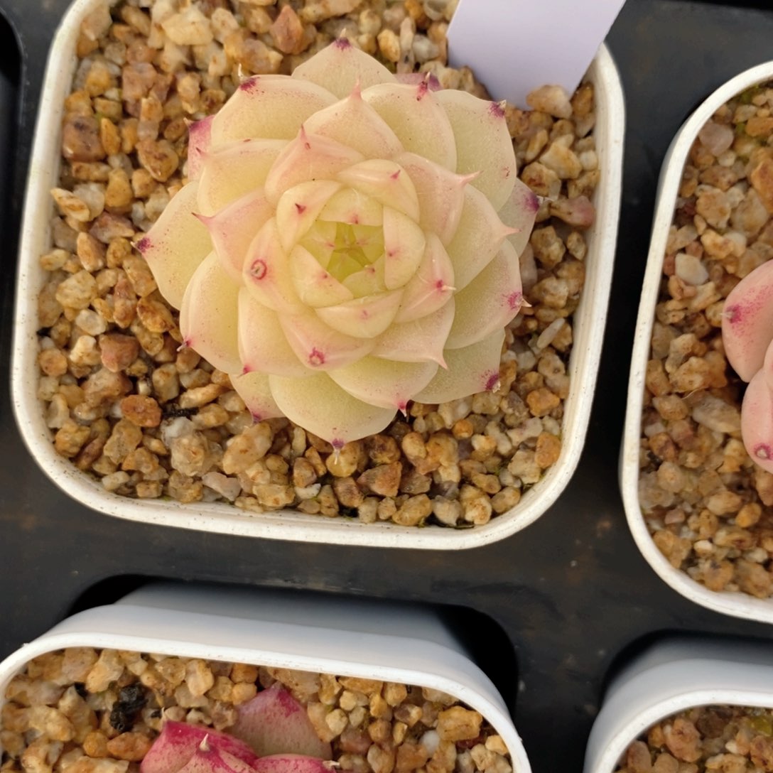 2-19 新疆西藏内蒙不发其他一单包邮两到三公分多肉