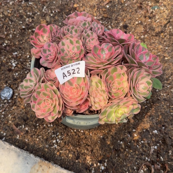 522荔枝 多肉植物